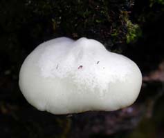 Crepidotus applanatus top view.